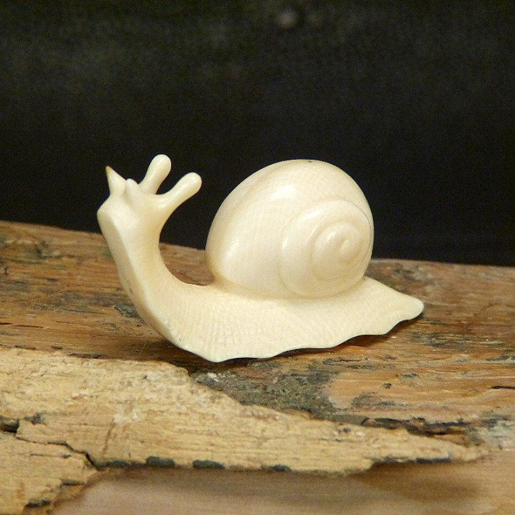 Schnecke aus Mammut mit schönen Färbungen