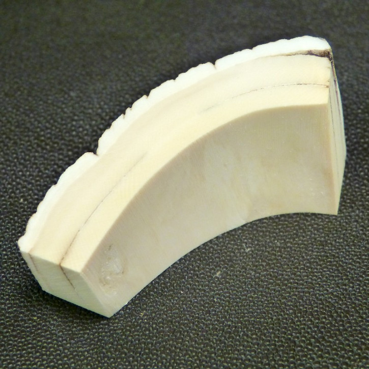 Mammut-Bogenabschnitt ca. 76x36-19x20mm