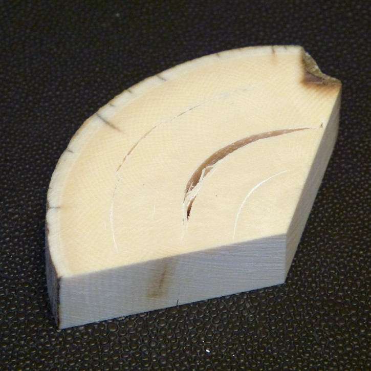 Mammut-Abschnitt mikt Rinde ca. 17,5mm dick