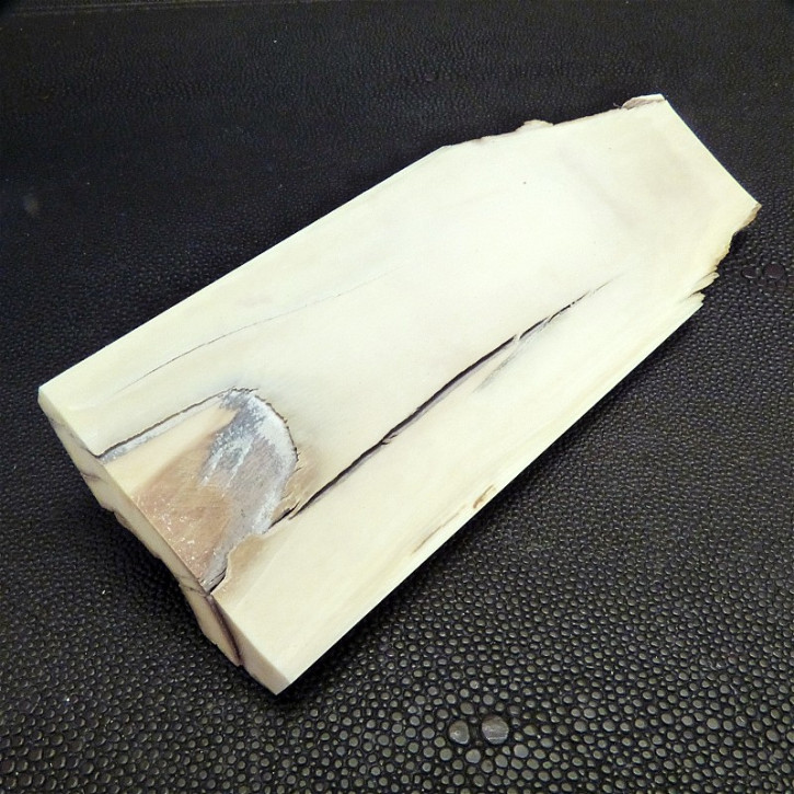 Mammut-Abschnitt ca. 136 x 50 x 20 mm