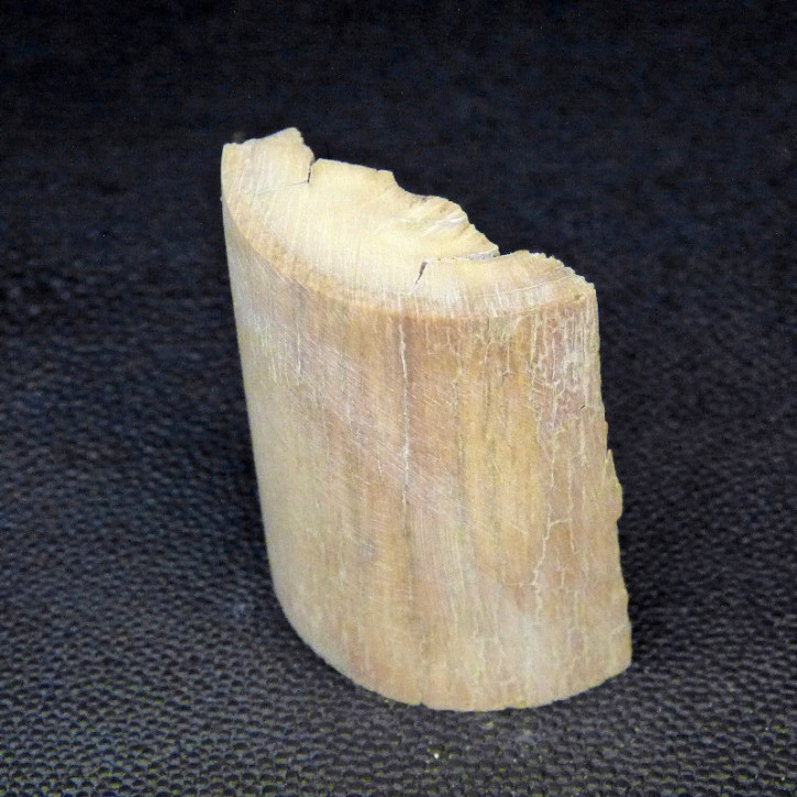 Mammut-Abschnitt ca. 47mm lang