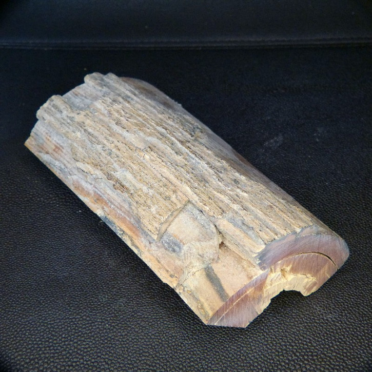 Mammut-Abschnitt dunkelbraun ca. 140x70-83x18-32mm