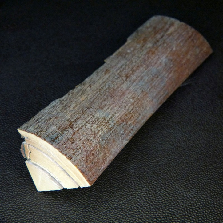 Mammut-Abschnitt ca. 147x43x12-41mm