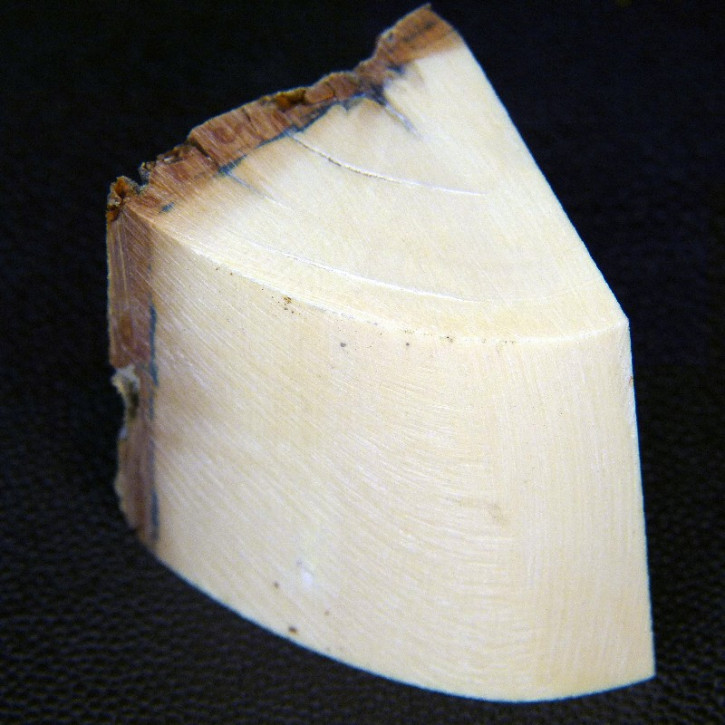 Mammut-Abschnitt ca. 37x43x35mm