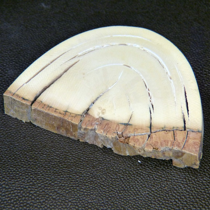 Mammut-Keilscheibe ca. 91x62x15-21mm