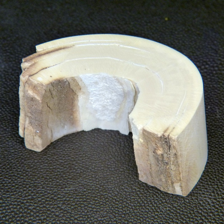 Mammut-Bogenabschnitt ca.65x33x20mm