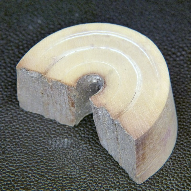 Mammut-Bogenabschnitt ca. 50x33x22mm