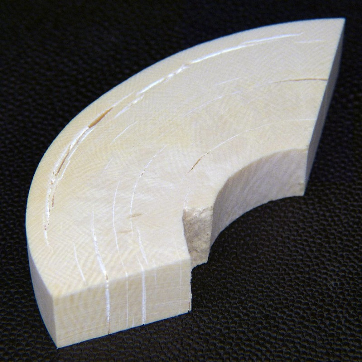 Mammut-Bogenabschnitt ca. 84x33x15-17,5mm