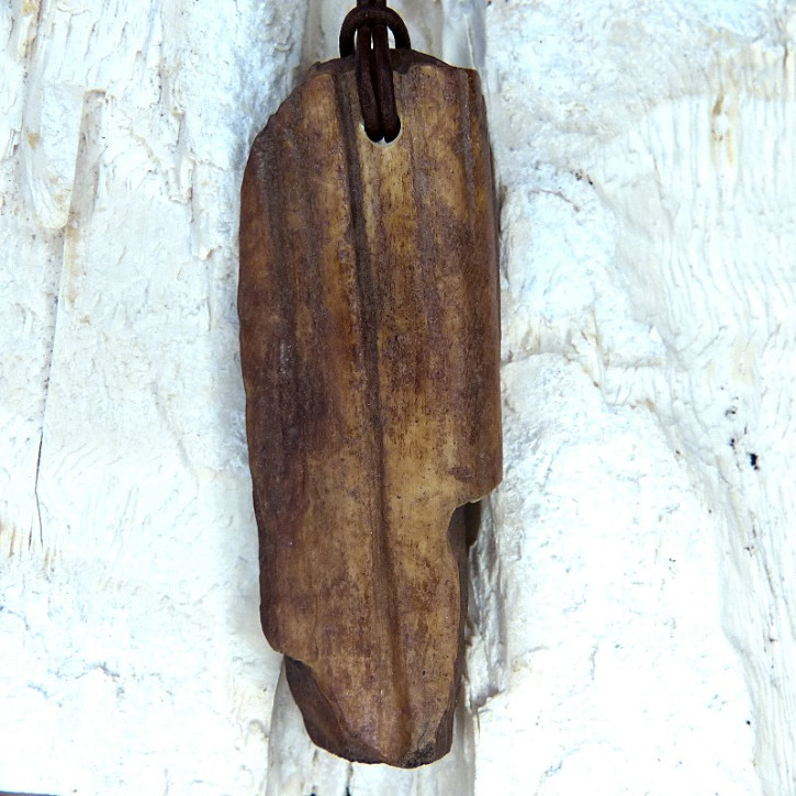 Naturstück eines fossilen Walrosszahns