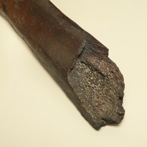 Fragment einer Mammut-Rippe