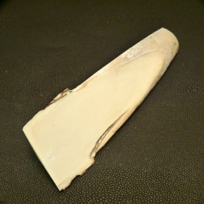 Mammut-Abschnitt ca. 145mm lang
