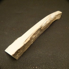 Mammut-Abschnitt ca. 145mm lang