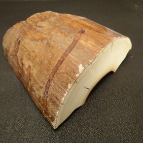 Mammut-Abschnitt mit Rinde ca. 38mm dick