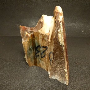 Mammut-Abschnitt mit Rinde ca. 38mm dick