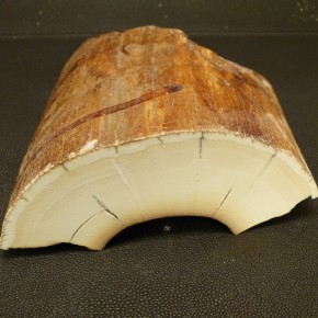 Mammut-Abschnitt mit Rinde ca. 38mm dick