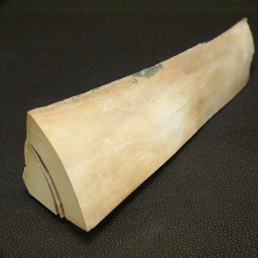Mammut-Abschnitt ca. 150 mm lang