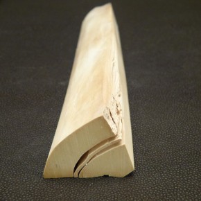 Mammut-Abschnitt ca. 150 mm lang