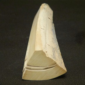 Mammut-Abschnitt ca. 150 mm lang