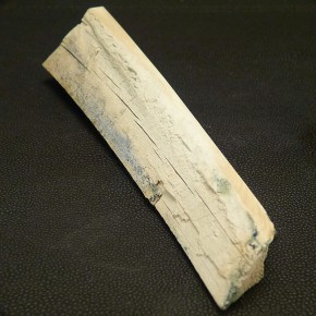 Mammut-Abschnitt ca. 150 mm lang