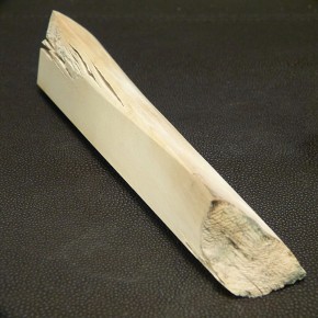 Mammut-Abschnitt ca. 150 mm lang