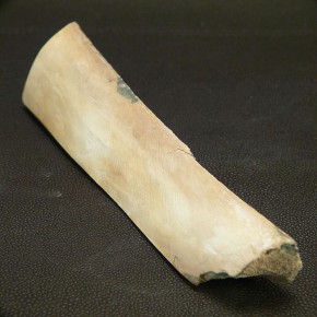 Mammut-Abschnitt ca. 150 mm lang