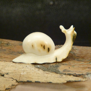 Schnecke aus Mammut mit schönen Färbungen