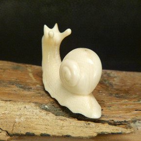 Schnecke aus Mammut mit schönen Färbungen