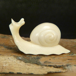Schnecke aus Mammut mit schönen Färbungen
