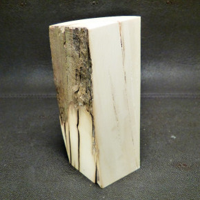 Mammut-Abschnitt mit Wasserflecken ca. 140x47x47mm