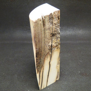 Mammut-Abschnitt mit Wasserflecken ca. 140x47x47mm