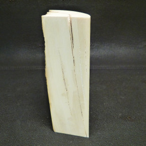 Mammut-Abschnitt mit Wasserflecken ca. 140x47x47mm