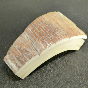 Mammut-Bogenabschnitt ca. 76x36-19x20mm