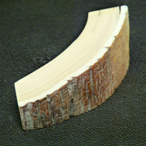 Mammut-Bogenabschnitt ca. 76x36-19x20mm