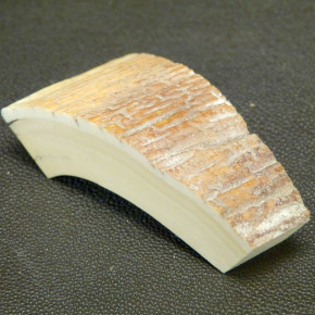 Mammut-Bogenabschnitt ca. 76x36-19x20mm