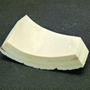 Mammut-Bogenabschnitt ca. 76x36-19x20mm