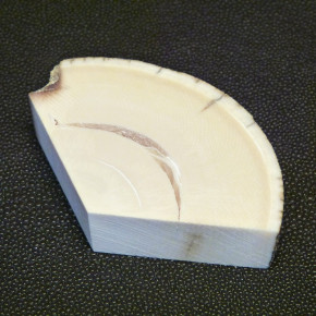 Mammut-Abschnitt mikt Rinde ca. 17,5mm dick