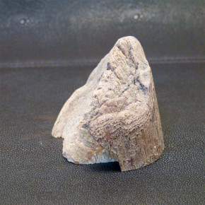 Zahnabschnitt mit natürlicher Bruchkante