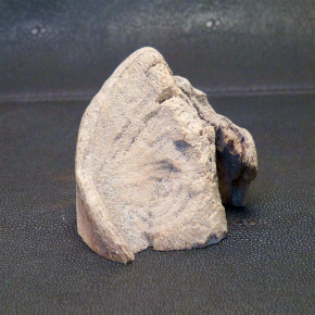 Zahnabschnitt mit natürlicher Bruchkante
