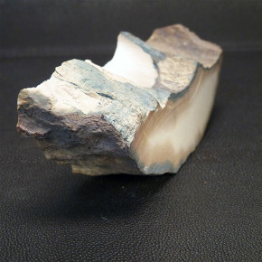 Mammut-Abschnitt mit tollen Färbungen ca. 32mm dick