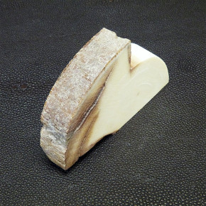 Mammut-Abschnitt ca. 78 x 46 x 13 mm
