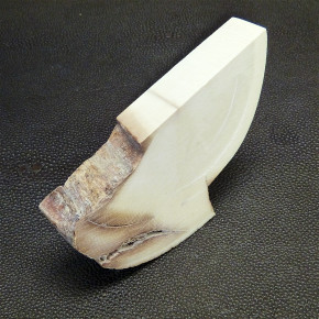 Mammut-Abschnitt ca. 78 x 46 x 13 mm