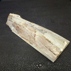 Mammut-Abschnitt ca. 136 x 50 x 20 mm