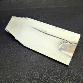 Mammut-Abschnitt ca. 136 x 50 x 20 mm