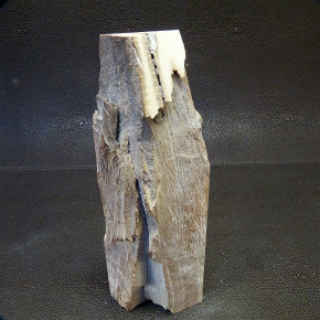 Mammut-Abschnitt ca. 136 x 50 x 20 mm