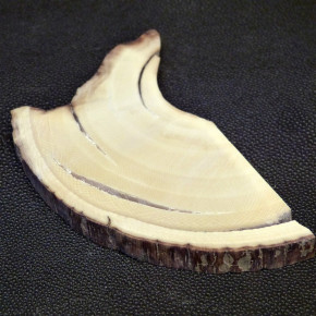 Mammut-Scheibe ca. 109x57x10 bis 8mm