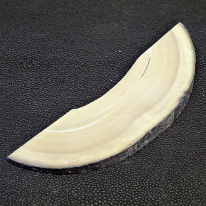 Mammut-Bogensegment ca. 124x32x10 bis 4mm
