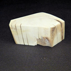 Mammut-Abschnitt ca. 45x85x33mm