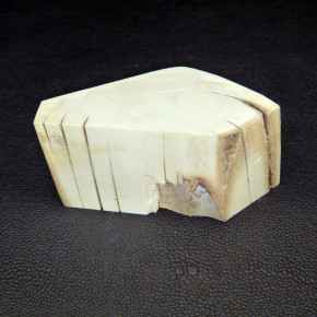 Mammut-Abschnitt ca. 45x85x33mm