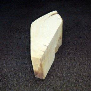 Mammut-Abschnitt ca. 45x85x33mm