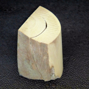 Mammut-Abschnitt ca. 49x38x30mm